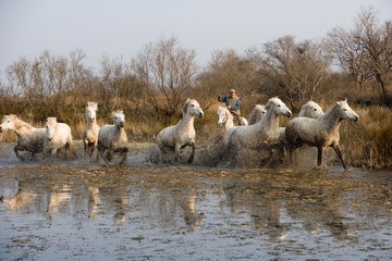 Sticker - Camargue, Gardian with Herd standing in Swamp, Camargue in the South of France