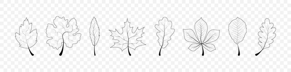 Wall Mural - autumn leaves. leaves collection in line design. leaf vector icons, isolated. template autumn leaves