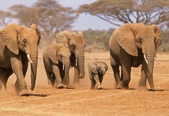 Canvas Print - African Elephant, loxodonta africana, Herd at Samburu Park in Kenya