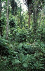  Rainforest in the North of Australia