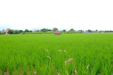 rice field in thailand