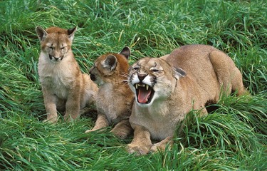 Poster - Cougar, puma concolor, Mother snarling with Cub