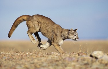Wall Mural - cougar, puma concolor, adult running, montana