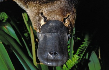 Wall Mural - platypus, ornithorhynchus anatinus, close up of beak, australia