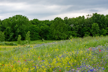 Meadow with a Treeline and Cloudy Sky