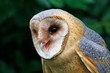 Barn Owl, tyto alba, Portrait of Adult calling