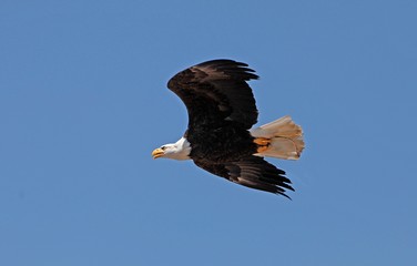 Wall Mural - bald eagle, haliaeetus leucocephalus, adult in flight against blue sky