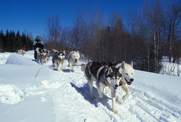 Wall Mural - siberian husky, man mushing his sled dog team, quebec in canada