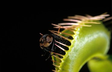 Wall Mural - carnivorous plant venus flytrap, dionaea sp. catching a fly