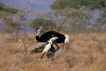 Poster - Ostrich, struthio camelus, Pair Mating, Samburu Park in Kenya