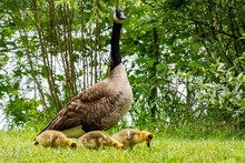 Canada Goose With Three Goslings