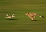 CHEETAH acinonyx jubatus, Adult hunting a Thomson's Gazelle, gazella thomsoni