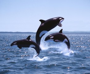Wall Mural - killer whale, orcinus orca, adults and calf leaping, canada