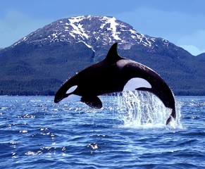 Wall Mural - killer whale, orcinus orca, adult leaping, canada