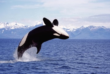 Wall Mural - Killer Whale, orcinus orca, Adult Leaping, Canada