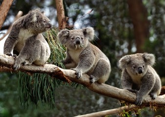Wall Mural - Koala, phascolarctos cinereus, Group sitting on Branch, Australia