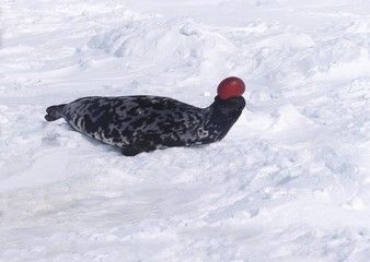 Wall Mural - hooded seal, cystophora cristata, male standing on ice floe, the hood and membrane are used for aggr
