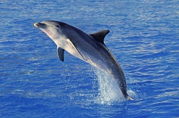 Wall Mural - bottlenose dolphin, tursiops truncatus, adult leaping