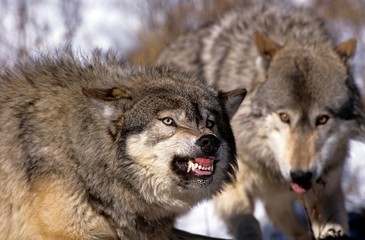Wall Mural - north american grey wolf, canis lupus occidentalis, adult in defensive posture, canada