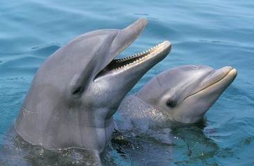 Wall Mural - bottlenose dolphin, tursiops truncatus, heads at surface