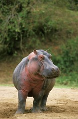 Canvas Print - Hippopotamus, hippopotamus amphibius, Masai Mara Park in Kenya