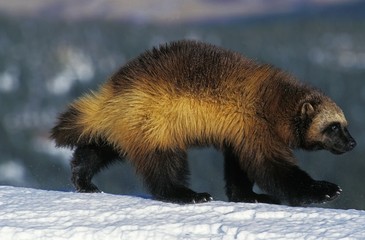 Wall Mural - north american wolverine, gulo gulo luscus, adult standing on snow, canada