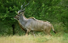 Greater Kudu, Tragelaphus Strepsiceros, Male Standing In Bush, Kruger Park In South Africa