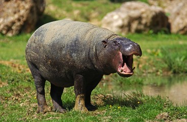 Wall Mural - pygmy hippopotamus, choeropsis liberiensis, adult yawning