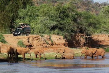 Wall Mural - african elephant, loxodonta africana, herd crossing river, samburu park in kenya