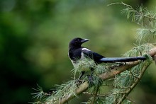 Black Billed Magpie Or European Magpie, Pica Pica, Adult Standing On Branch, Normandy