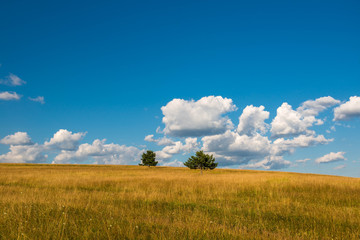 Minimalistic landscape, two pine trees on yellow burnt out grass at early summer, blue sky with white clouds background.