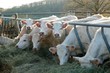 Charolais Domestic Cattle eating Hay