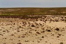 The Harsh And Arid Semi-desert Namaqualand Seem Barren, But It Is Full Of Fauna And Flora