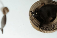 Black Cat Staring At Cat Toy
