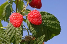 Rasberry Roux Raspberry Rubus 1872 Free Stock Photo - Public Domain Pictures