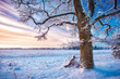 © candy1812 - Beautiful tree in winter landscape in late evening