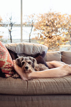 Cute Dog Keeping A Man Company As He Recuperates On A Couch