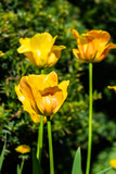 Fototapeta Tulipany - Bright yellow-orange tulips blossom in spring garden