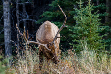 Wall Mural - Elk in Woods