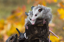 Virginia Opossum (Didelphis Virginiana) Joeys Cling To End Of Log Autumn