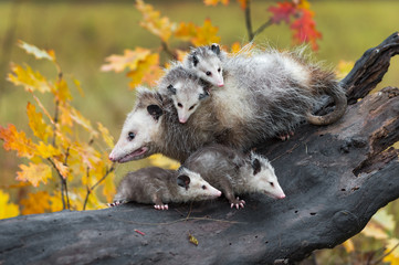 Wall Mural - virginia opossum (didelphis virginiana) piled with joeys moves left across log autumn