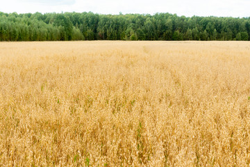 A golden field of ripe oats during the harvest season. Agriculture