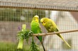 2 green and yellow budgerigars ,, Melopsittacus undulatus , seemingly engaged in serious discussion in outdoor aviary 