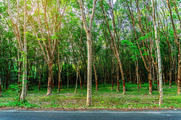 Para rubber tree, latex rubber plantation and tree rubber