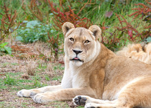 Female Lion Laying In Front Of Sleeping Male Lion Looking At Viewer With Tongue Sticking Out Slightly. Colorful Weeds Growing In Background On An Overcast Day.