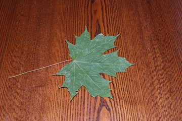 Wall Mural - Green maple leaves on a brown and blue background.