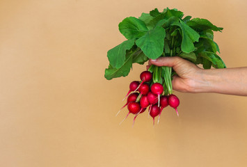 Woman's hand holdind a bunch of radish