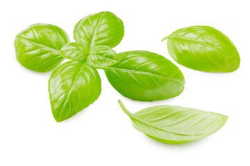 Canvas Print - Basil leaves isolated on white background. Macro