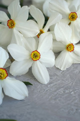 Wall Mural - daffodil flowers on a gray surface. selective focus