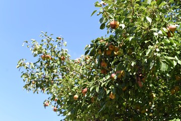 Pear tree with so many sweet pear fruits